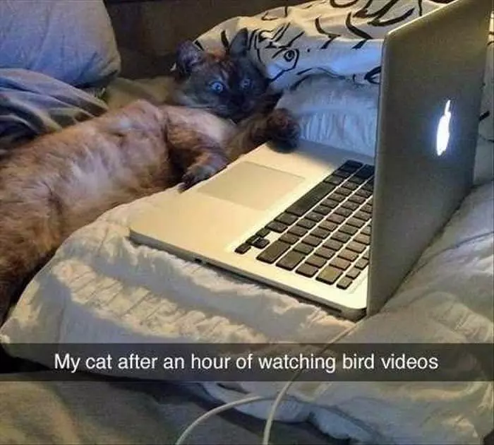 Watching Some Bird Videos