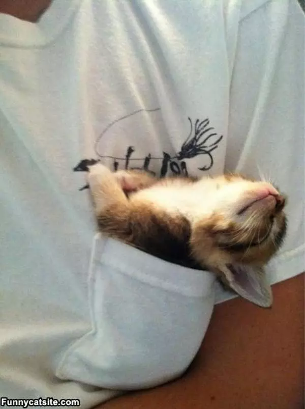 I Am The Pocket Kitten