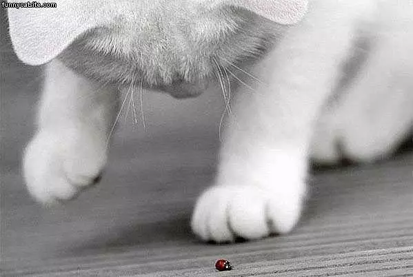 Ladybug And Cat