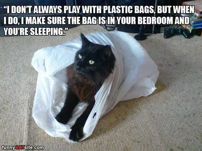 Playing With Plastic Bags