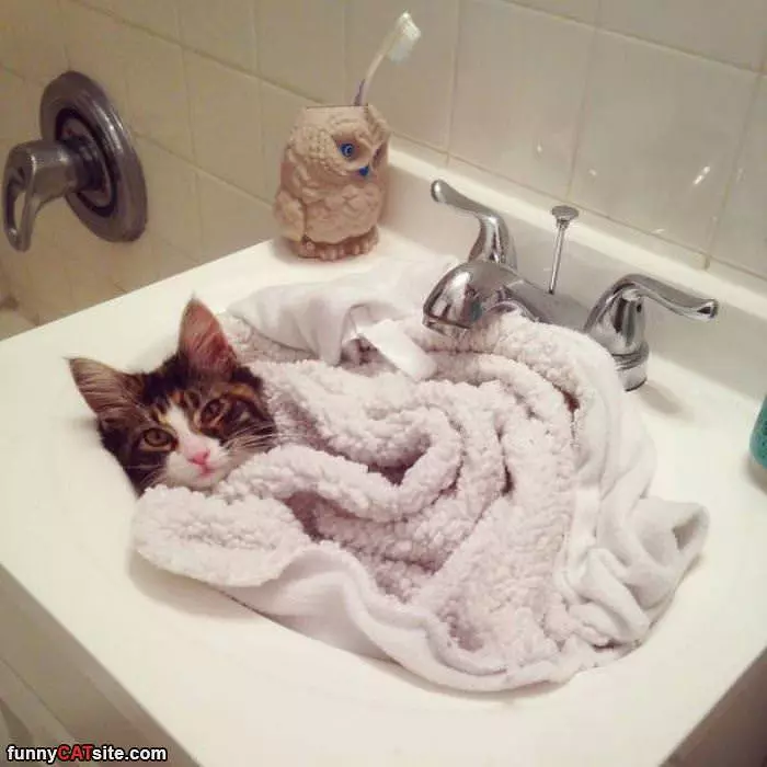 So Snuggled In The Sink