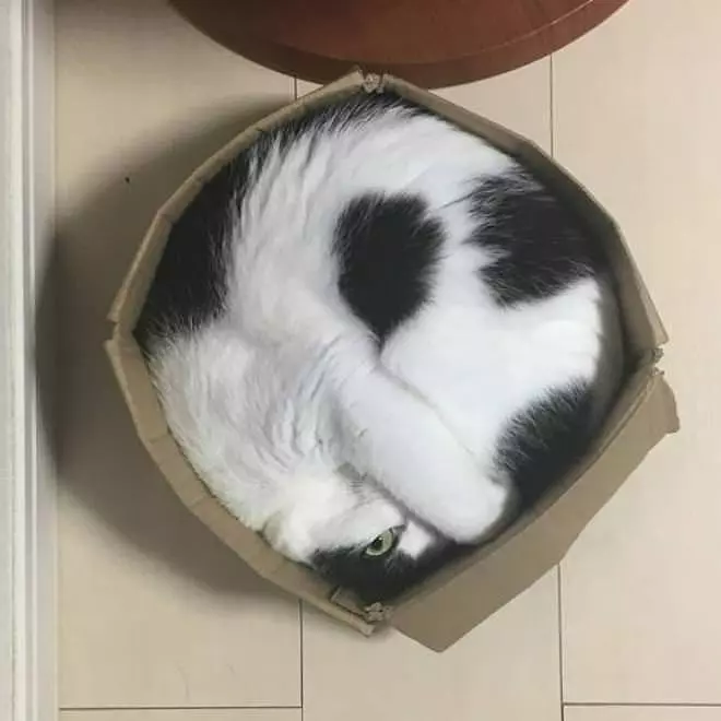 I Fit Perfect In This Box