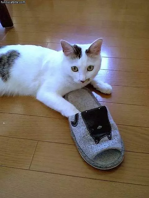What Cat With Slipper