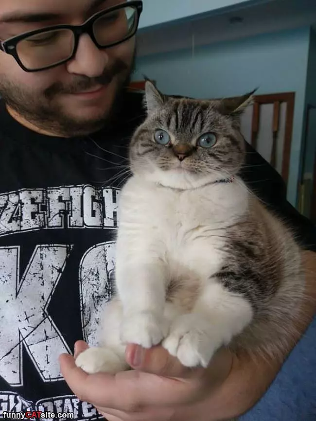 A Chunky Cat