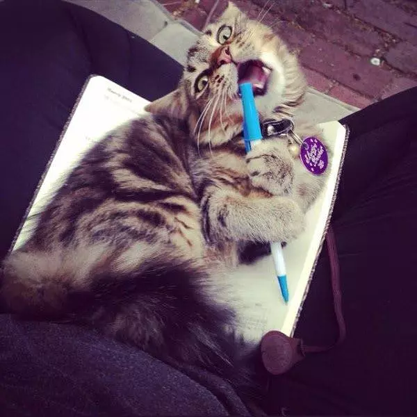 This Pen Is Delicious