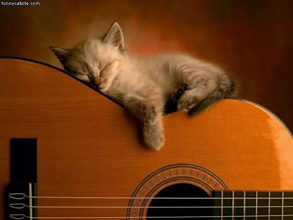 Asleep On The Guitar