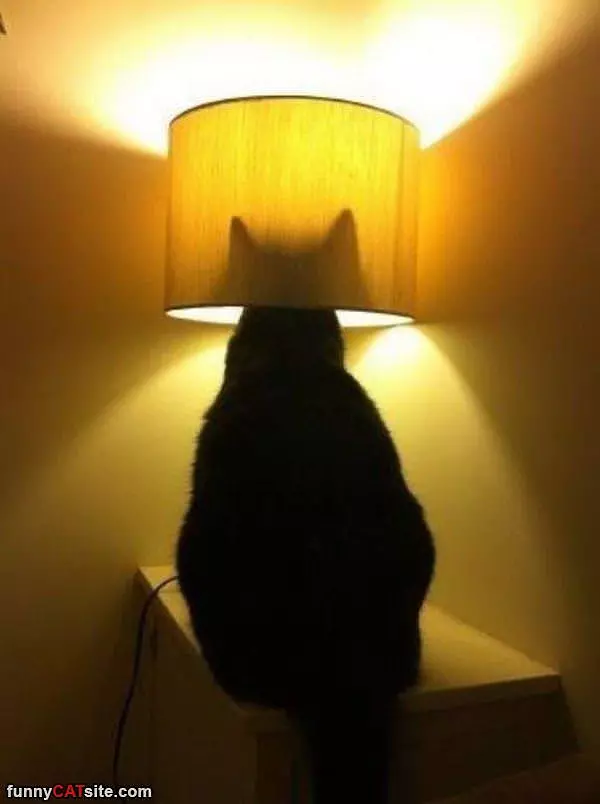 I Am A Lamp Now