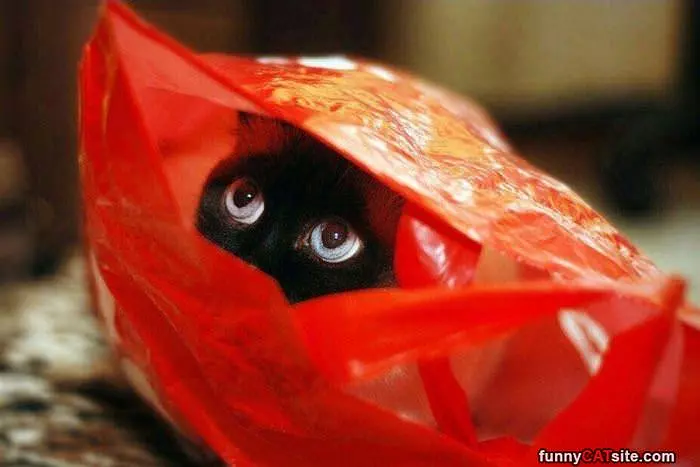 A Cat In A Bag
