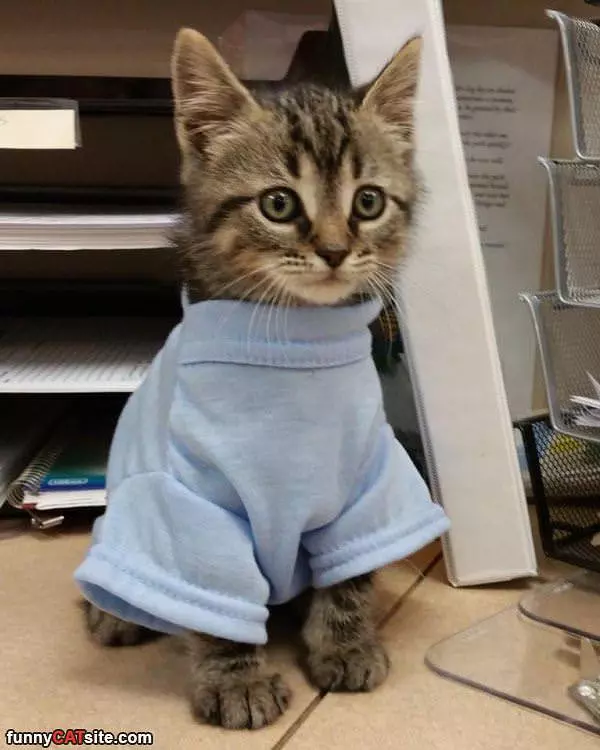 Nice Shirt Kitty