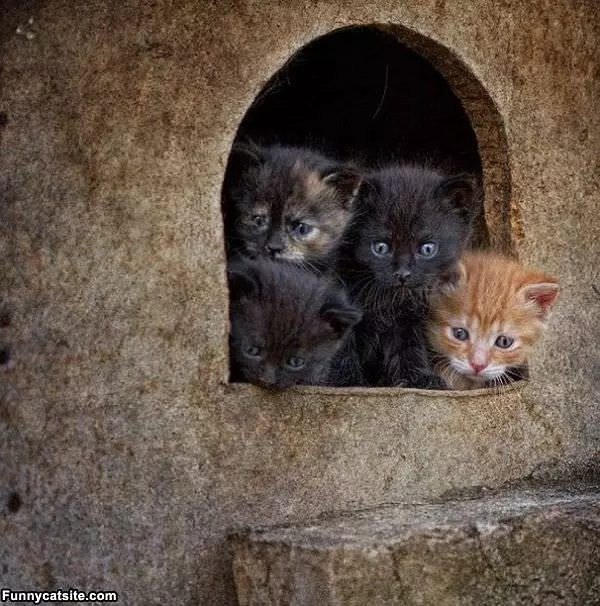 Kitten Cave