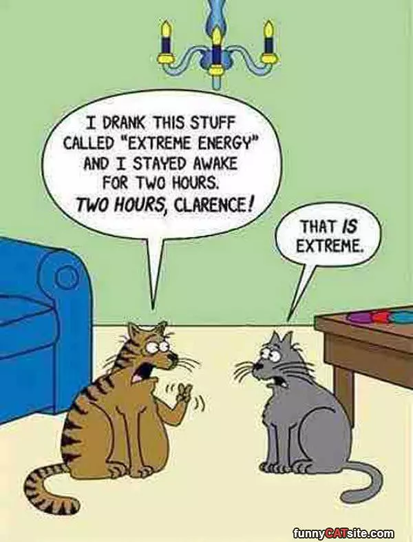 Extreme Cats