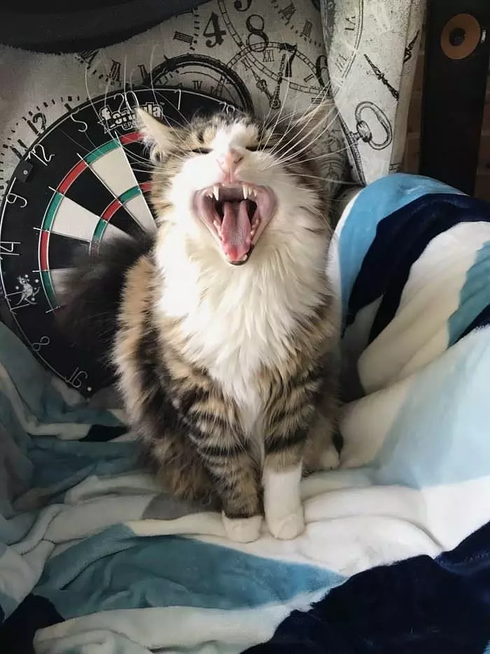 Big Yawnnnnnn