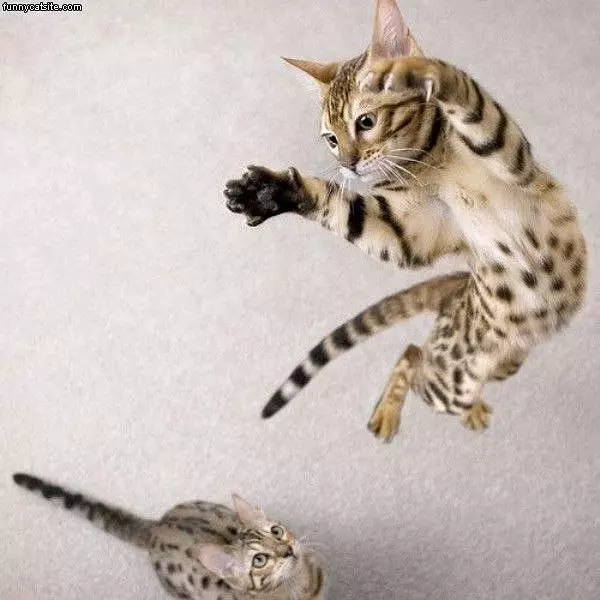 Jump Attack Cat