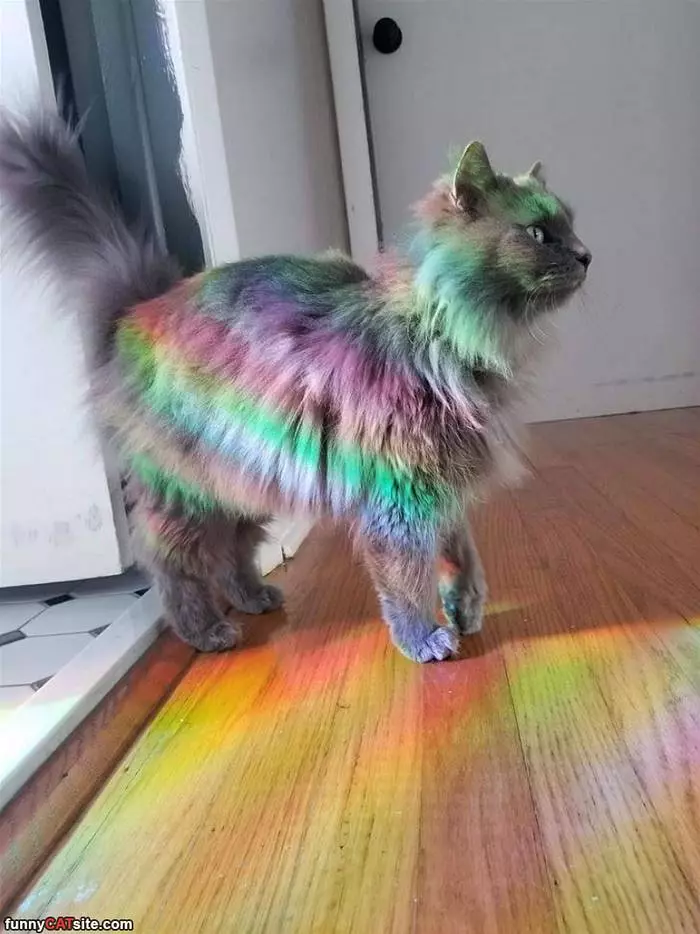 A Rainbow Cat