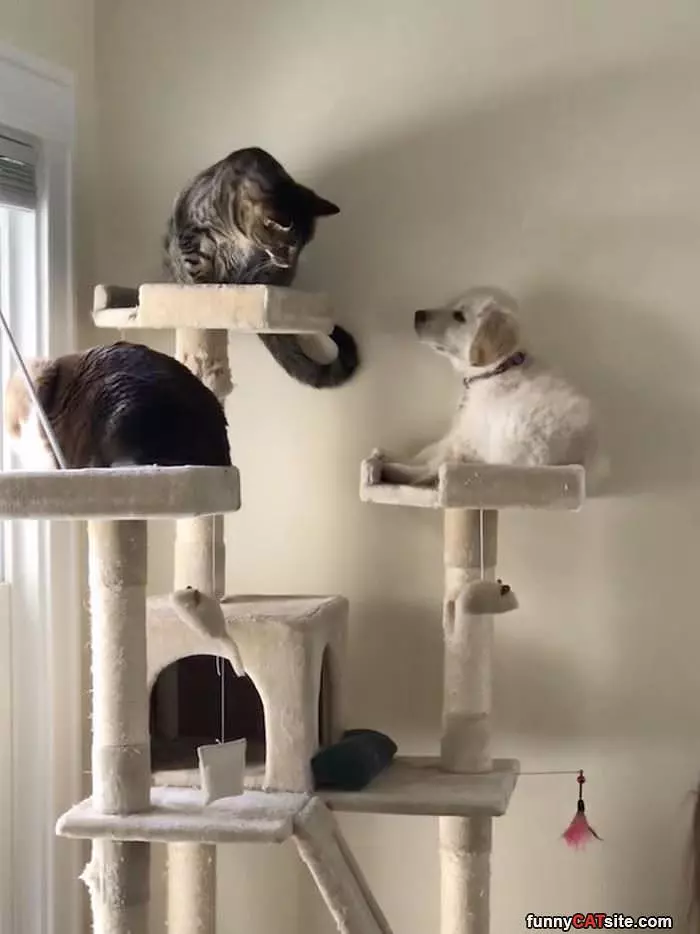 Cats In A Castle