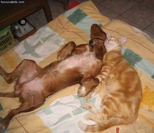 Cuddling Cat And Dog