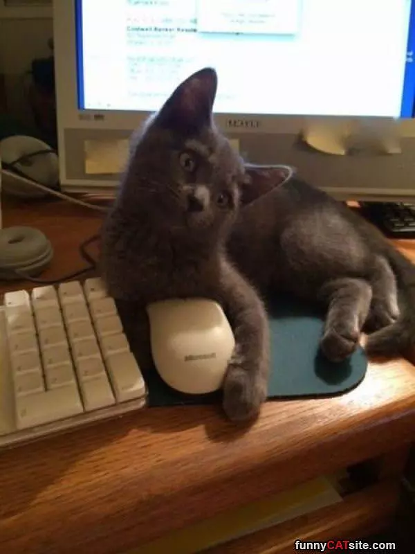 I Caught The Mouse