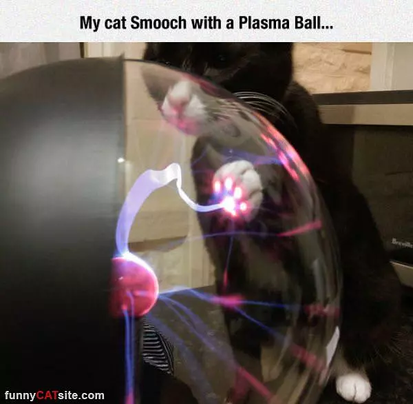 My Cat With A Plasma Ball