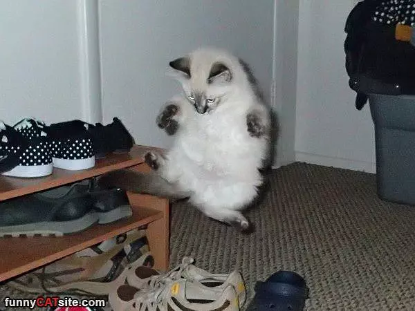 Super Fly Jumping Cat