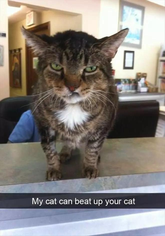 My Cat Can Beat Up Your Cat