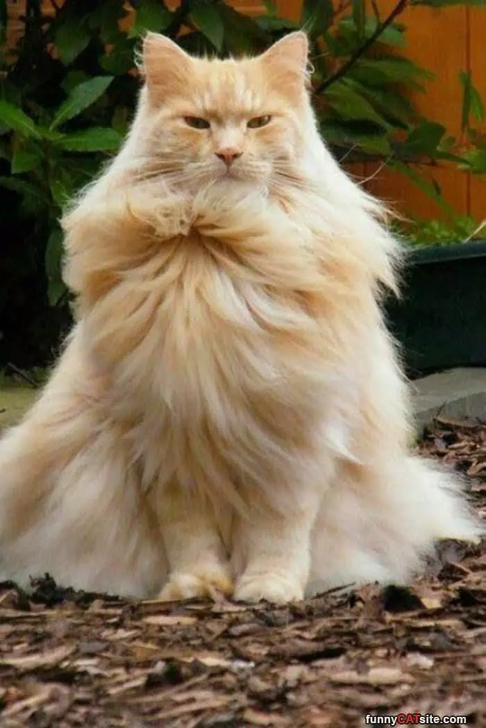 Fluffy And Majestic