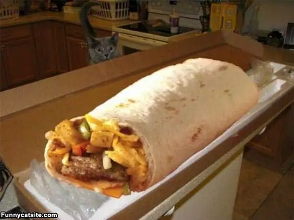 Can I Has This Burrito