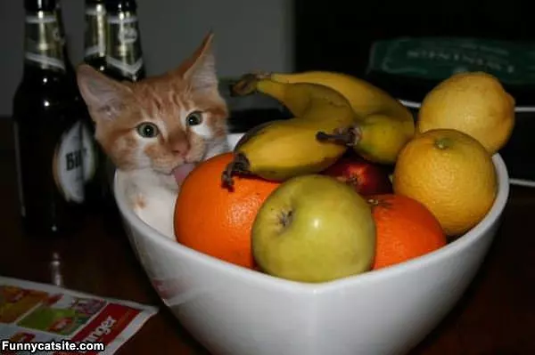 Fruit Bowl Cat