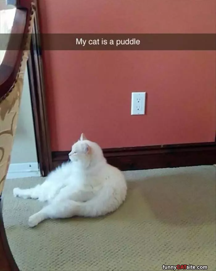 My Cat Is A Puddle