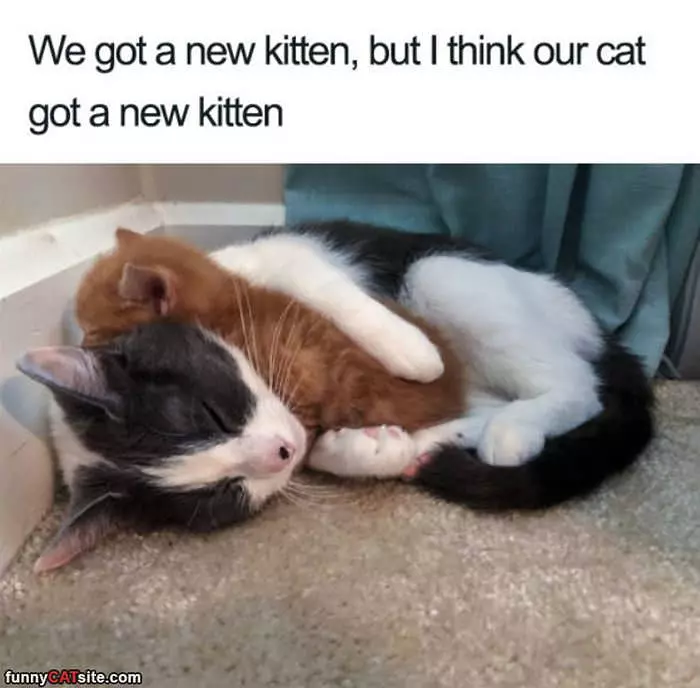 Got A New Kitten