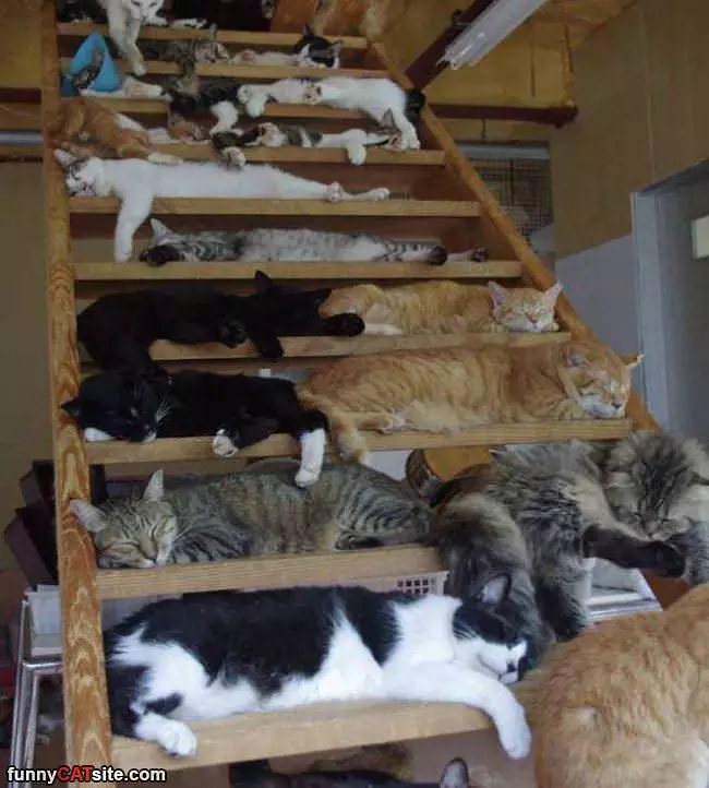 So Many Kitties