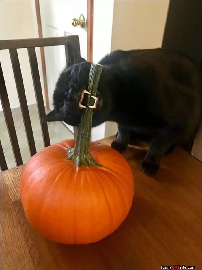 This Pumpkin