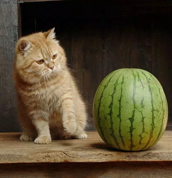 Cat Vs Watermelon