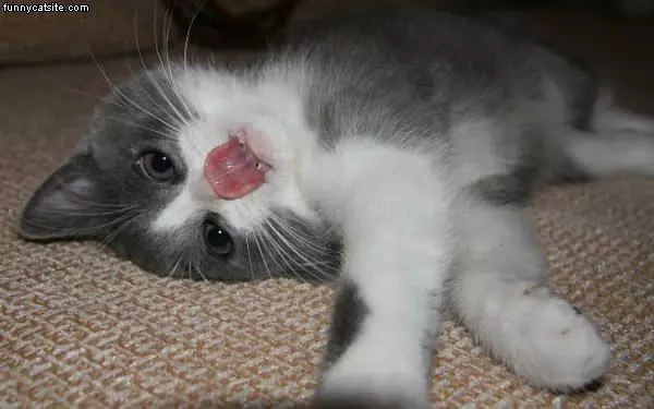 Crazy Tongue Cat