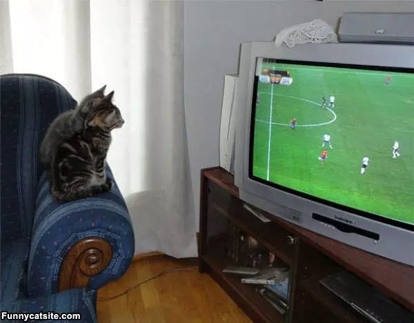 Soccer Cats