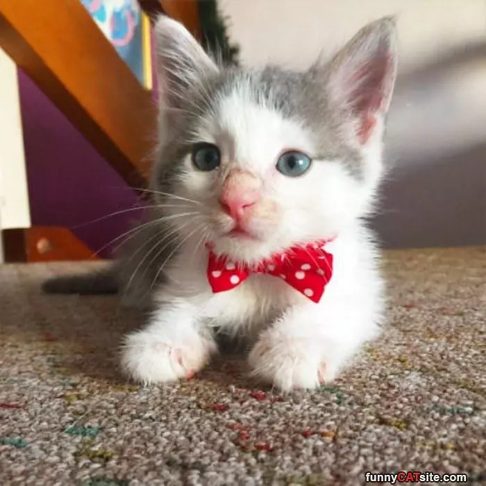 I Am A Cute Bow Tie Wearing Kitty