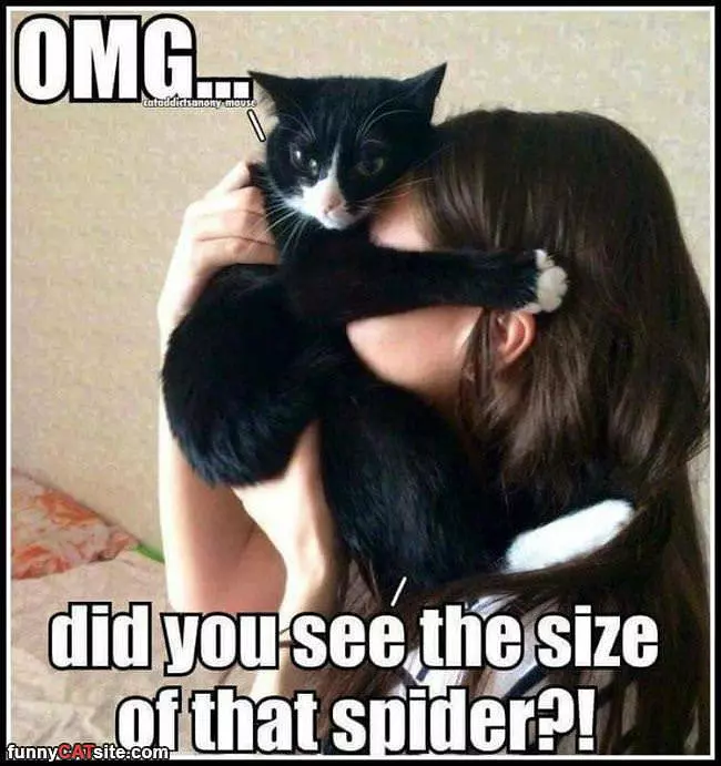 That Huge Spider