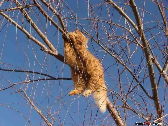 A Tree Cat