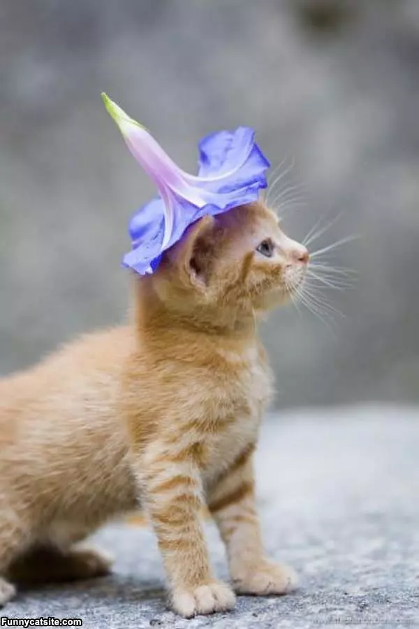 A Hat For A Cat