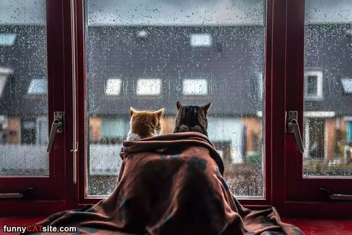 We Are Watching The Rain Come Down