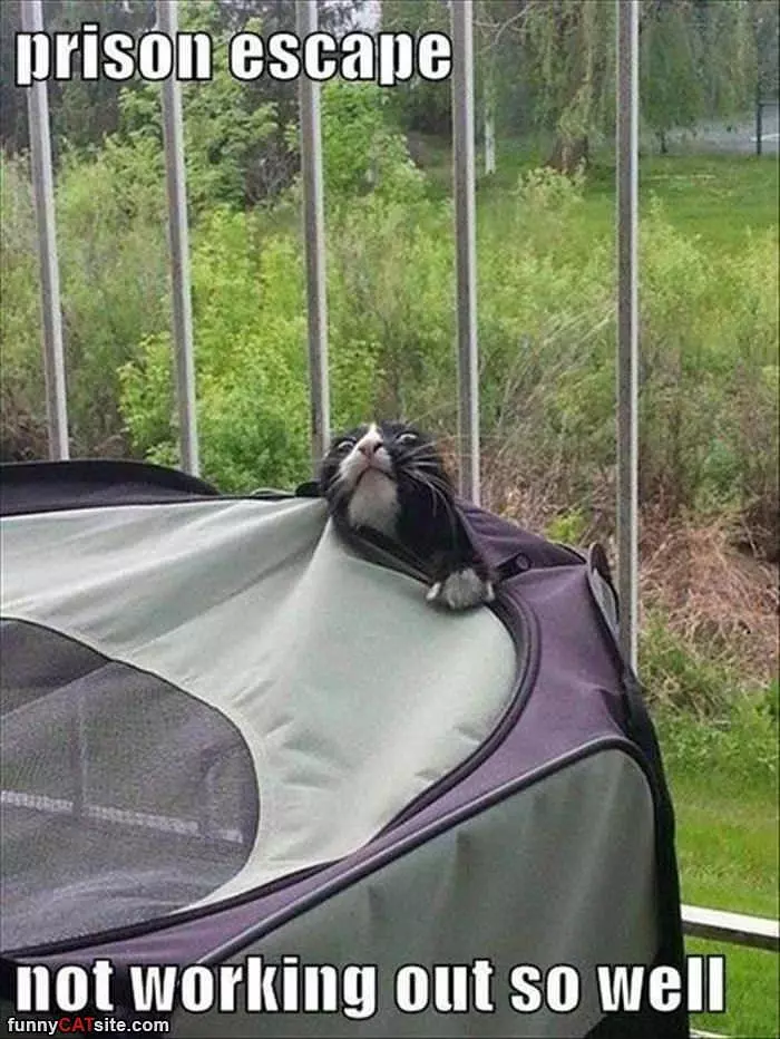 Prison Escape Cat