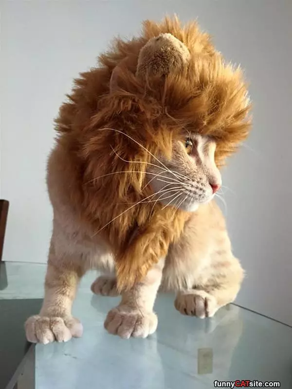A Lion At Heart